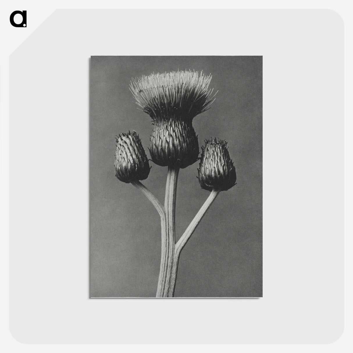 1-13_Karl-Blossfeldt_postcard