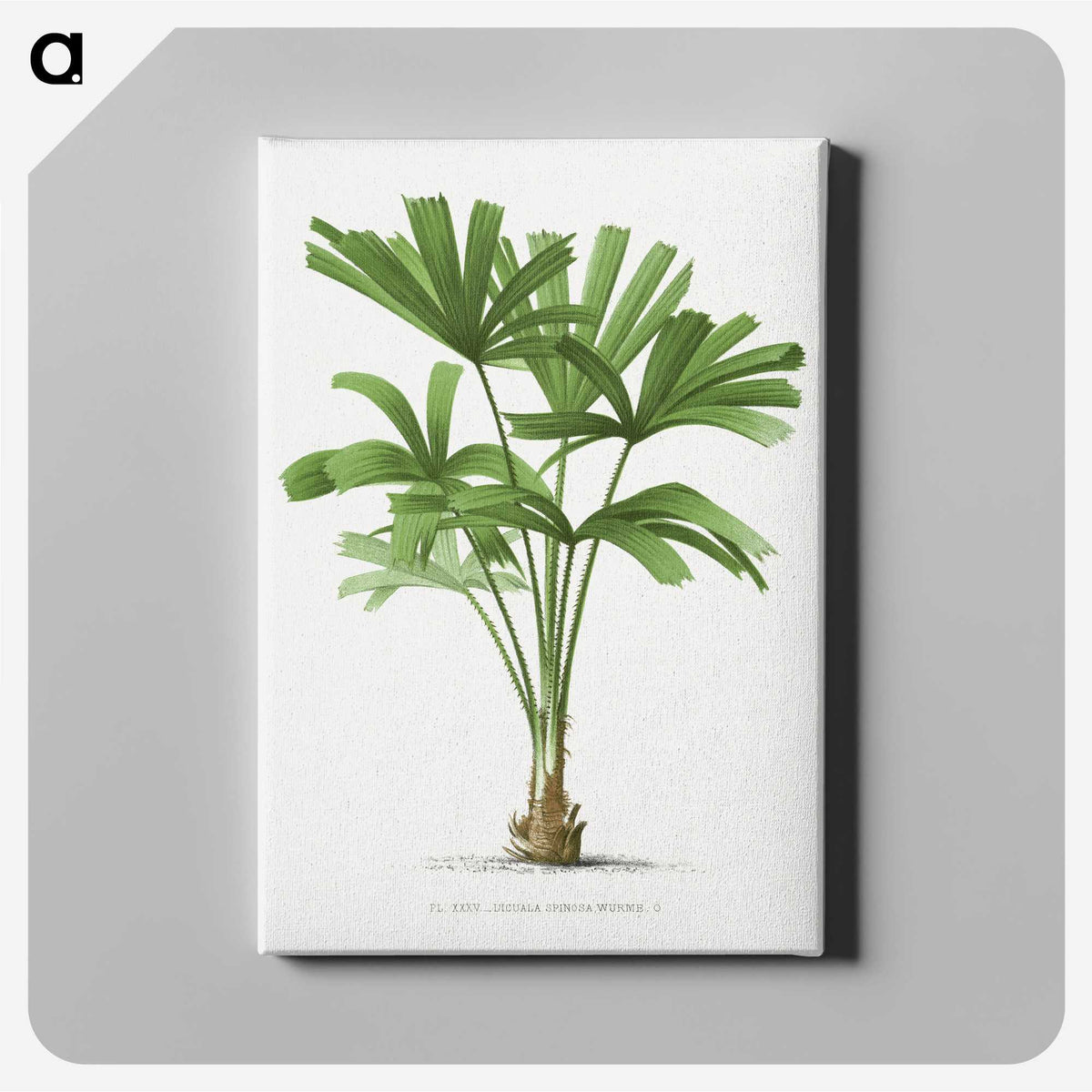 1-13_Les-Palmiers-Histoire-Iconographique_canvas