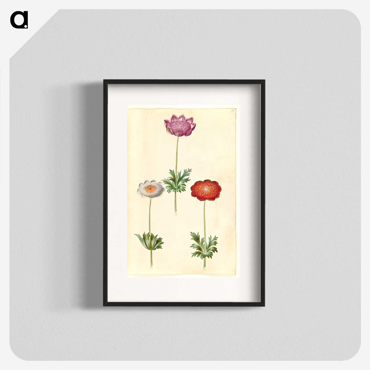 1-13_Maria-Sibylla-Merian_blk