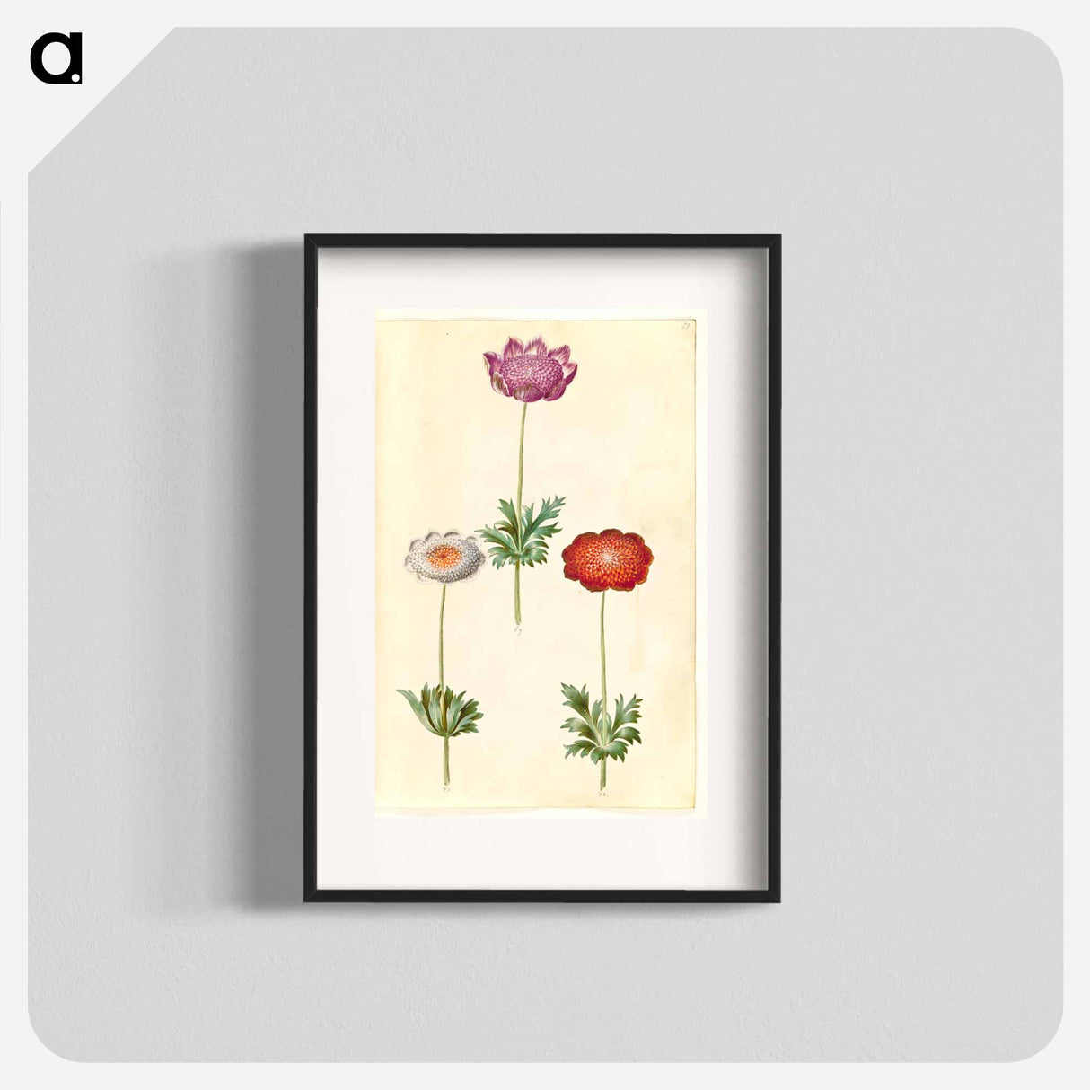 アートポスター-Anemone Coronaria
- マリア ジビーラ メーリアン Poster.