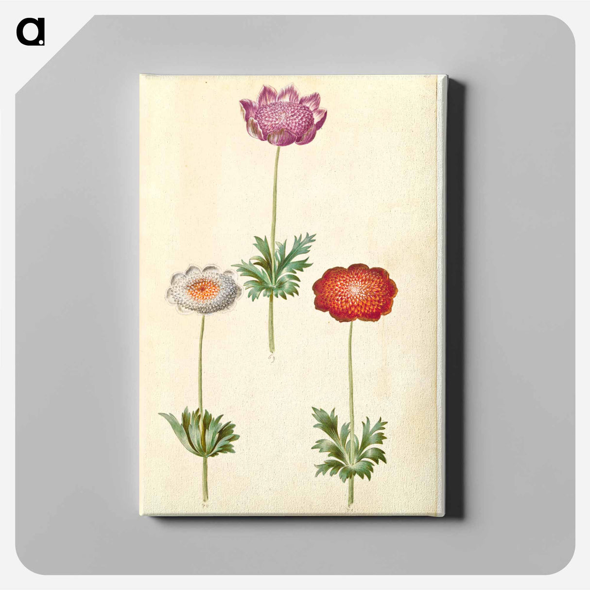 アートパネル-Anemone Coronaria
- マリア ジビーラ メーリアン Canvas.