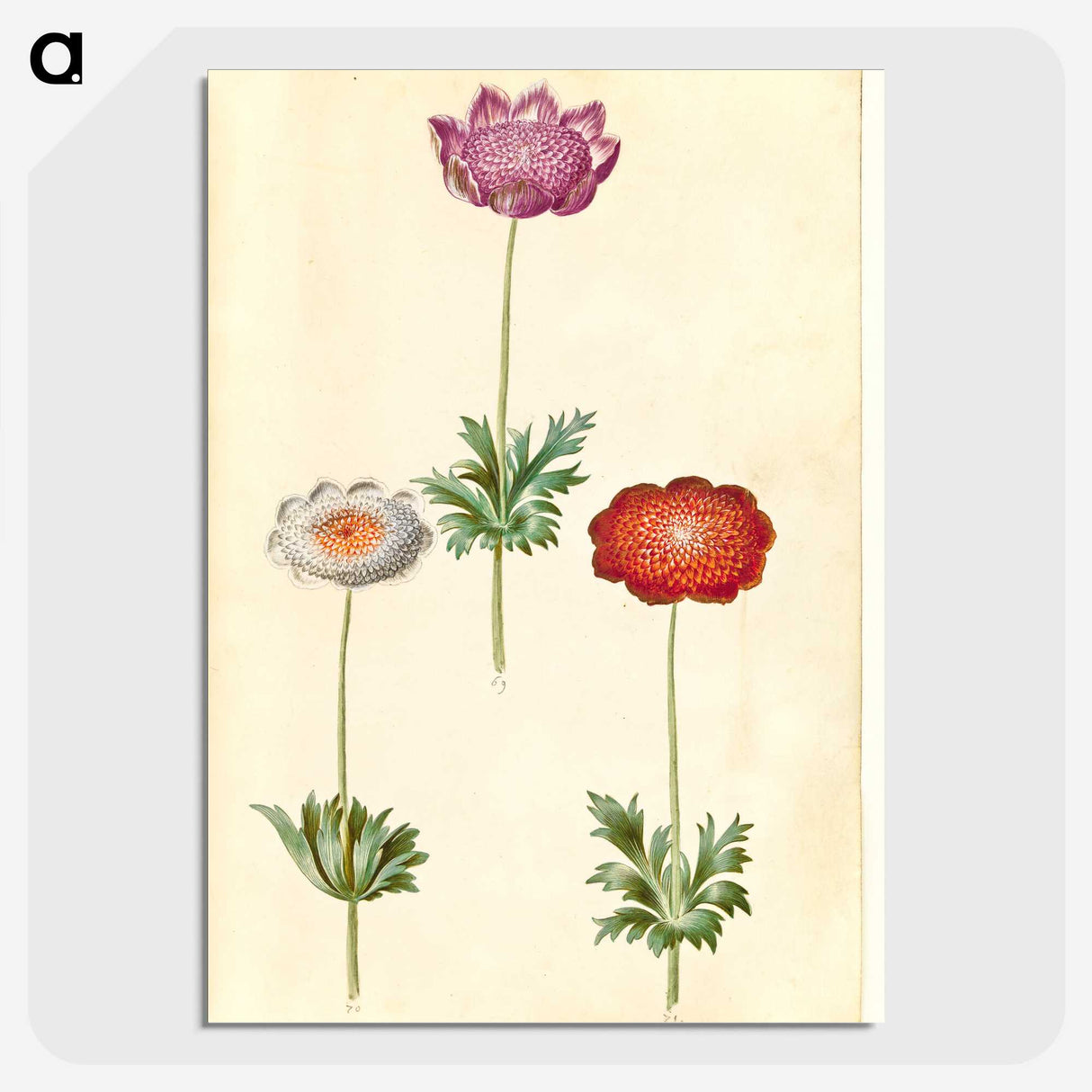1-13_Maria-Sibylla-Merian_picture-crop