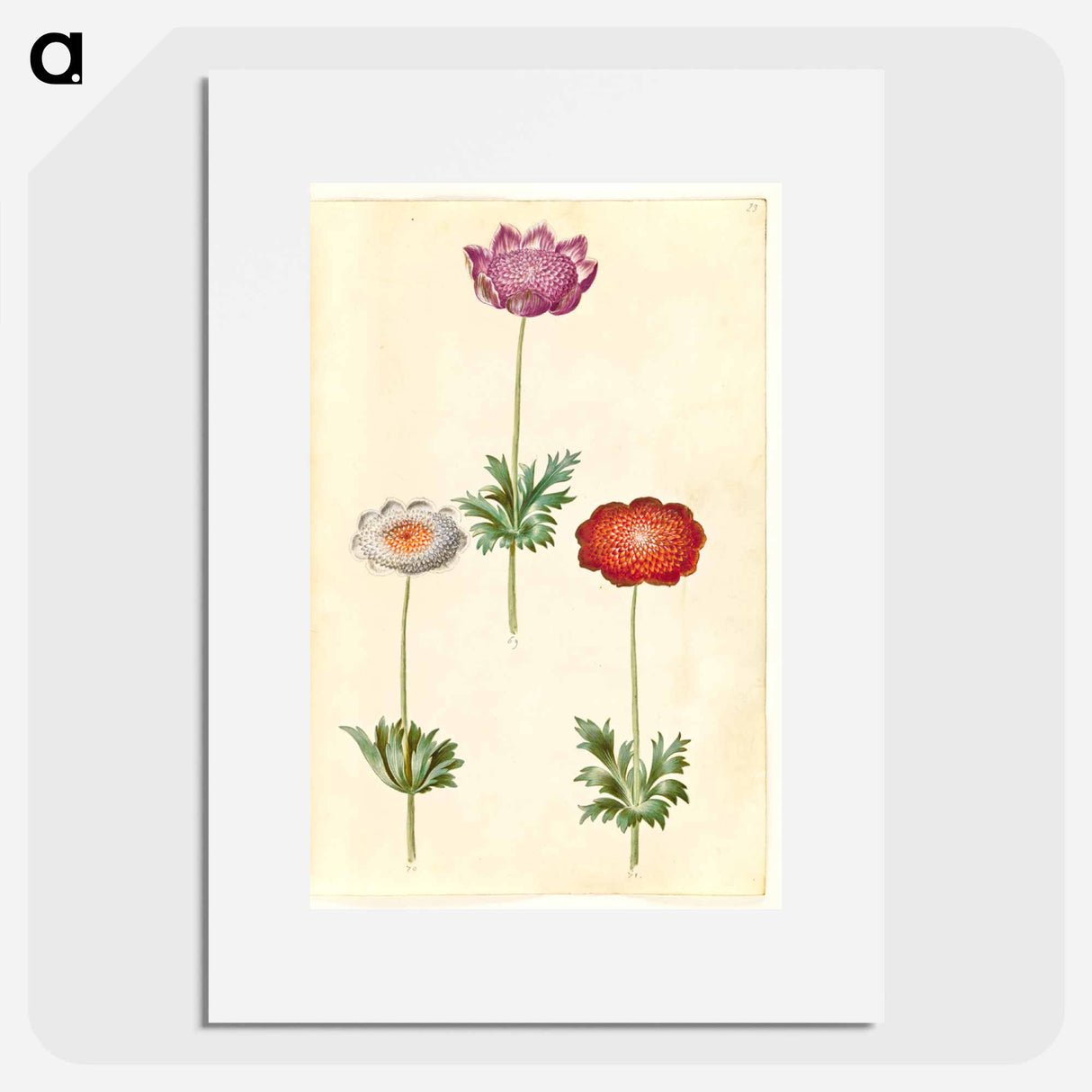 アートポスター-Anemone Coronaria
- マリア ジビーラ メーリアン Poster.