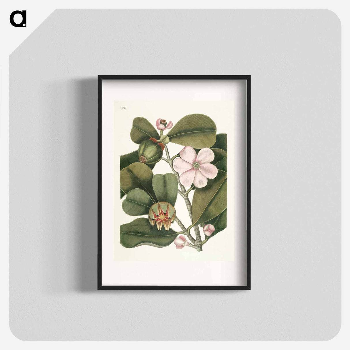 アートポスター-Balsam Tree
- マーク ケイツビー Poster.