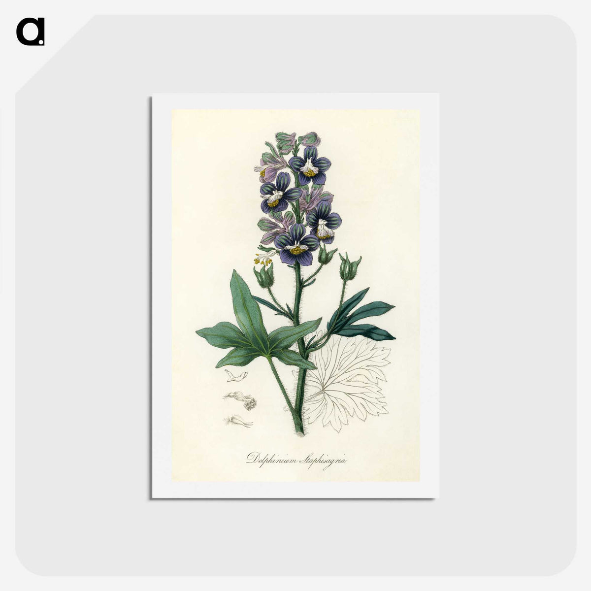 1-13_Medical-Botany_hagaki