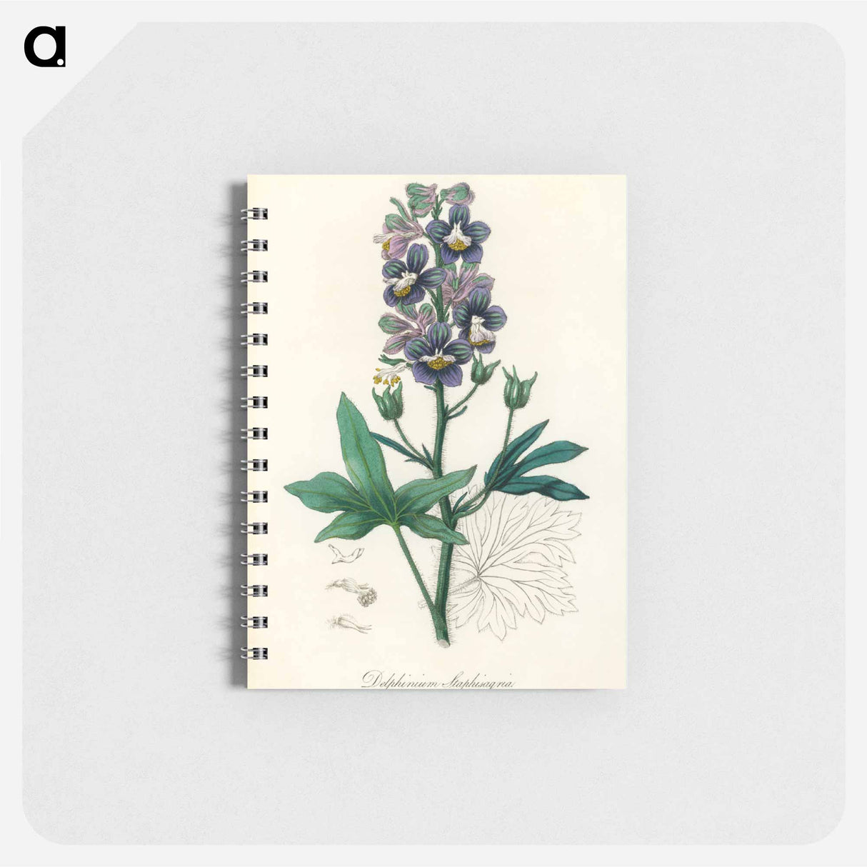 アートメモ帳-Delphinium Staphisagria Illustration
- 薬用植物学 Memo.