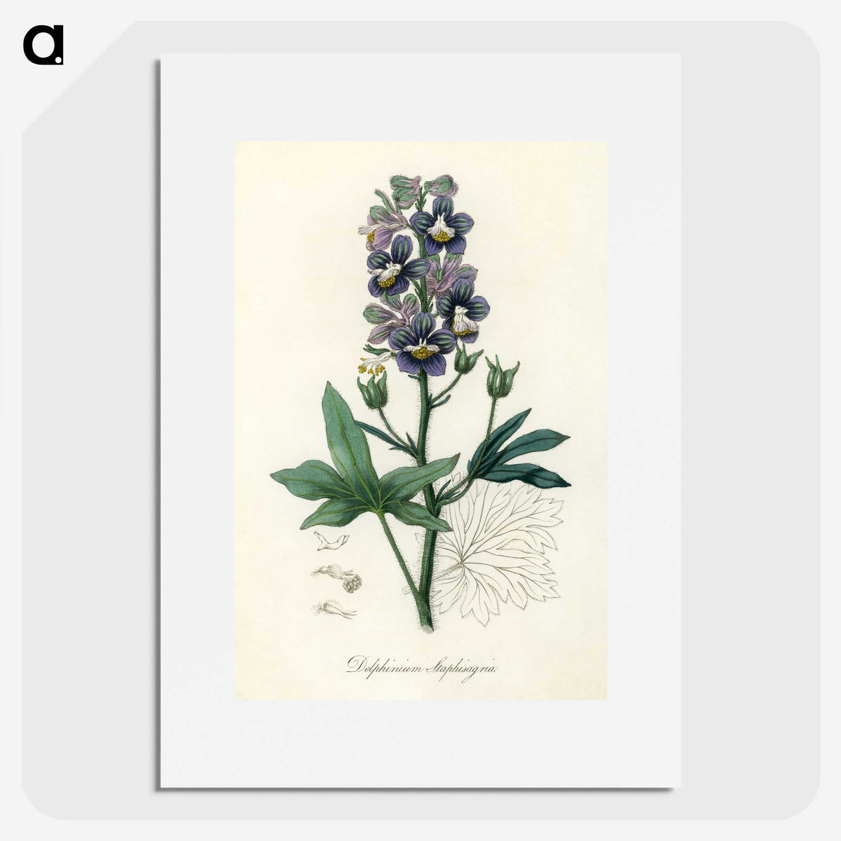 1-13_Medical-Botany_picture