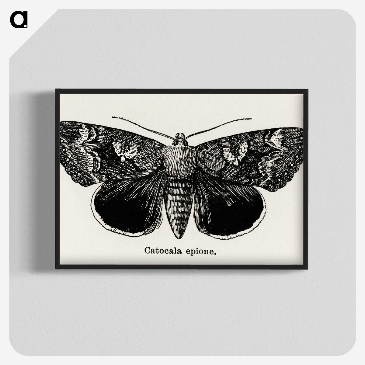 1-13_Moths-and-Butterflies-of-the-United-States_blk-crop