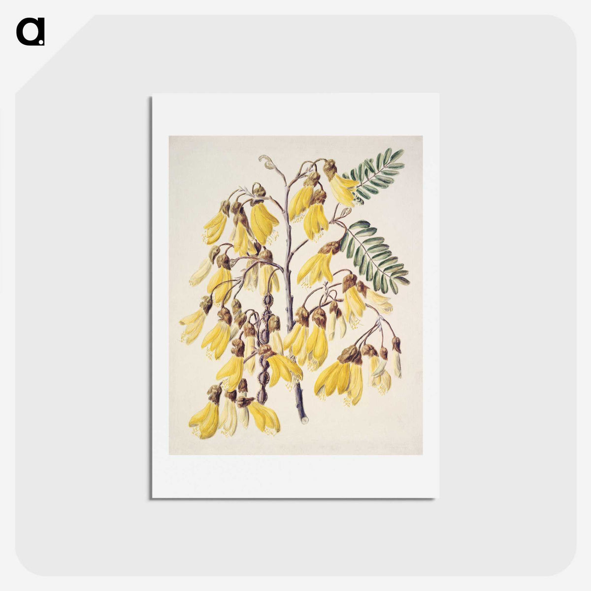 1-13_Native-Flowering-Plants-of-New-Zealand_hagaki