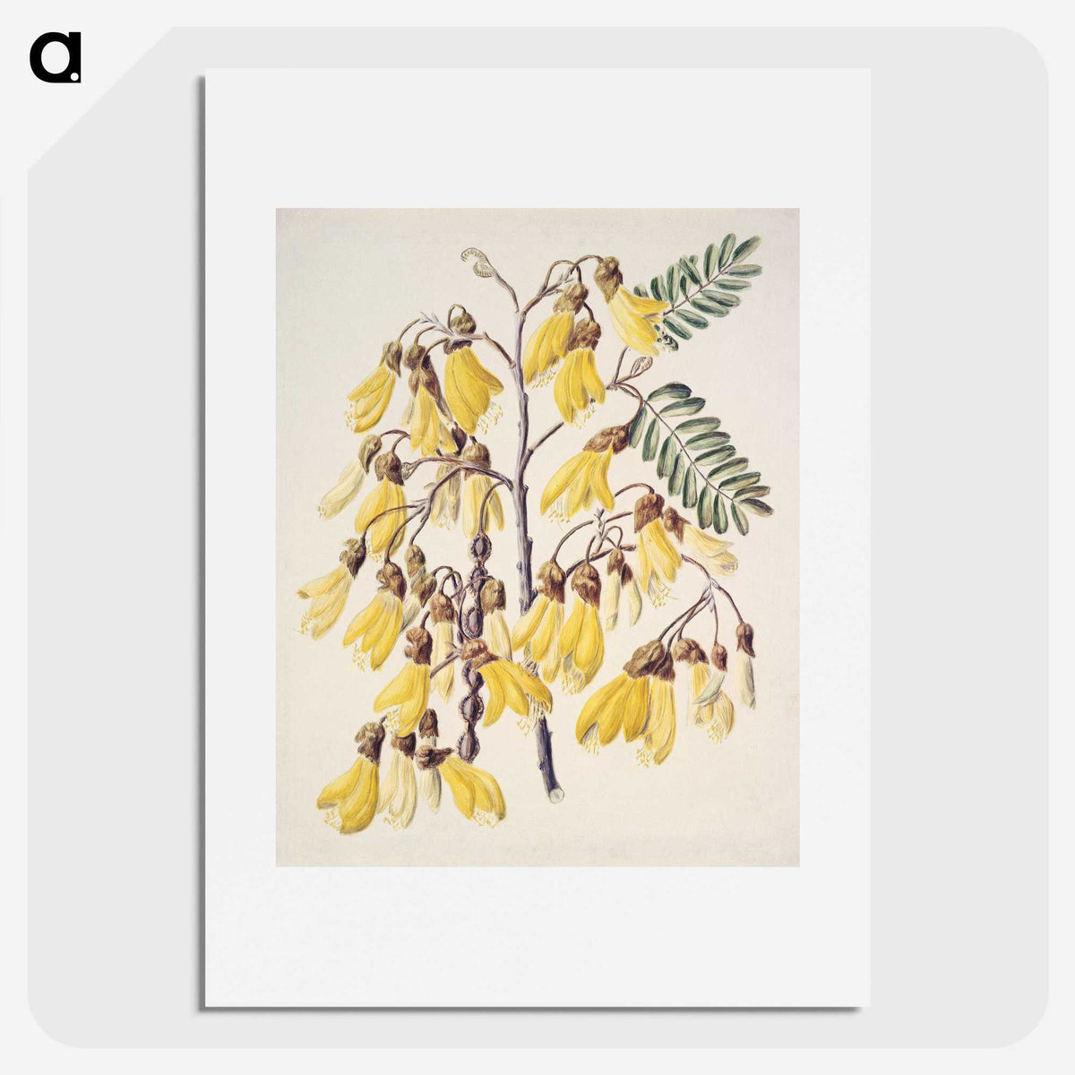 1-13_Native-Flowering-Plants-of-New-Zealand_picture