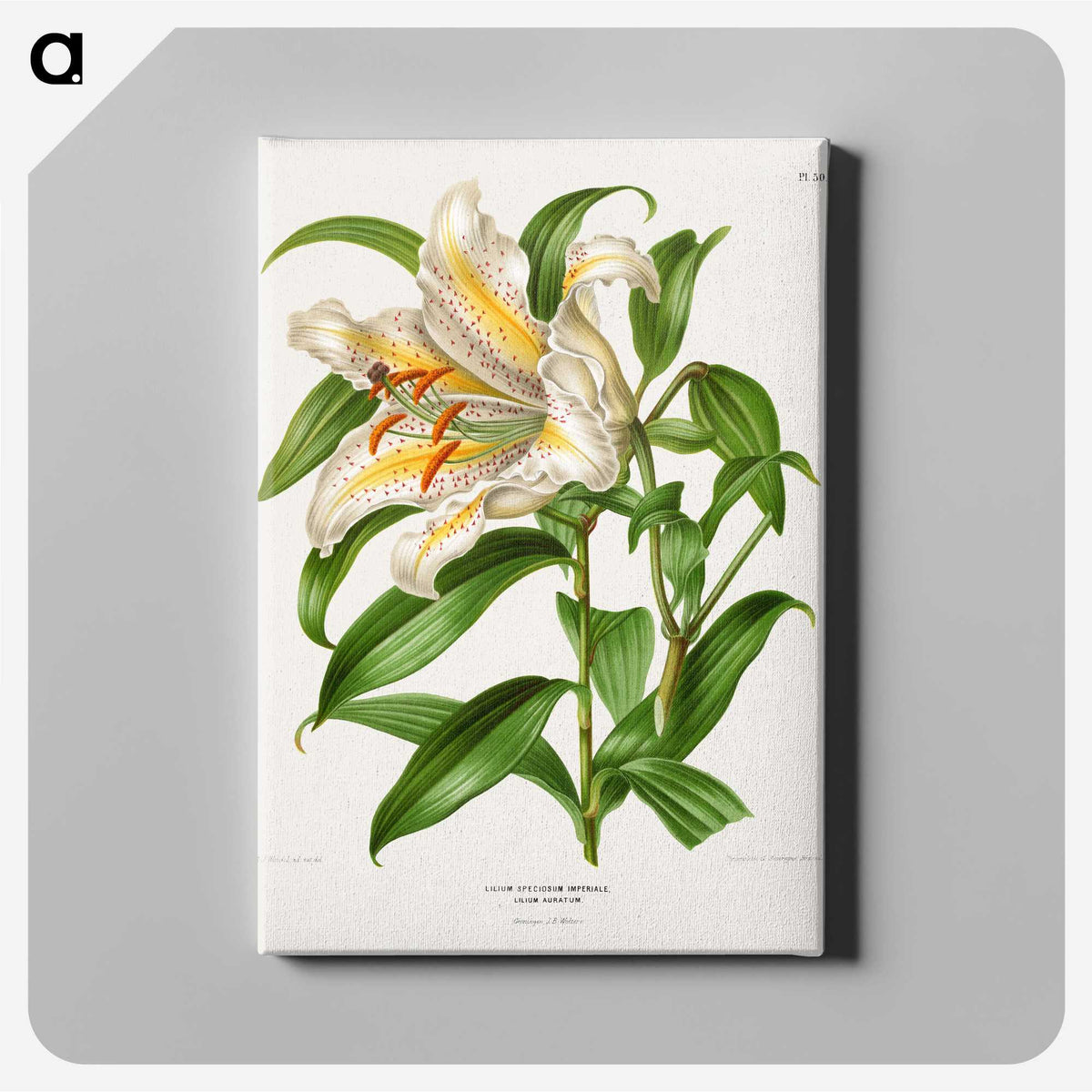 1-13_Nederlandsche-Flora-en-Pomona_canvas