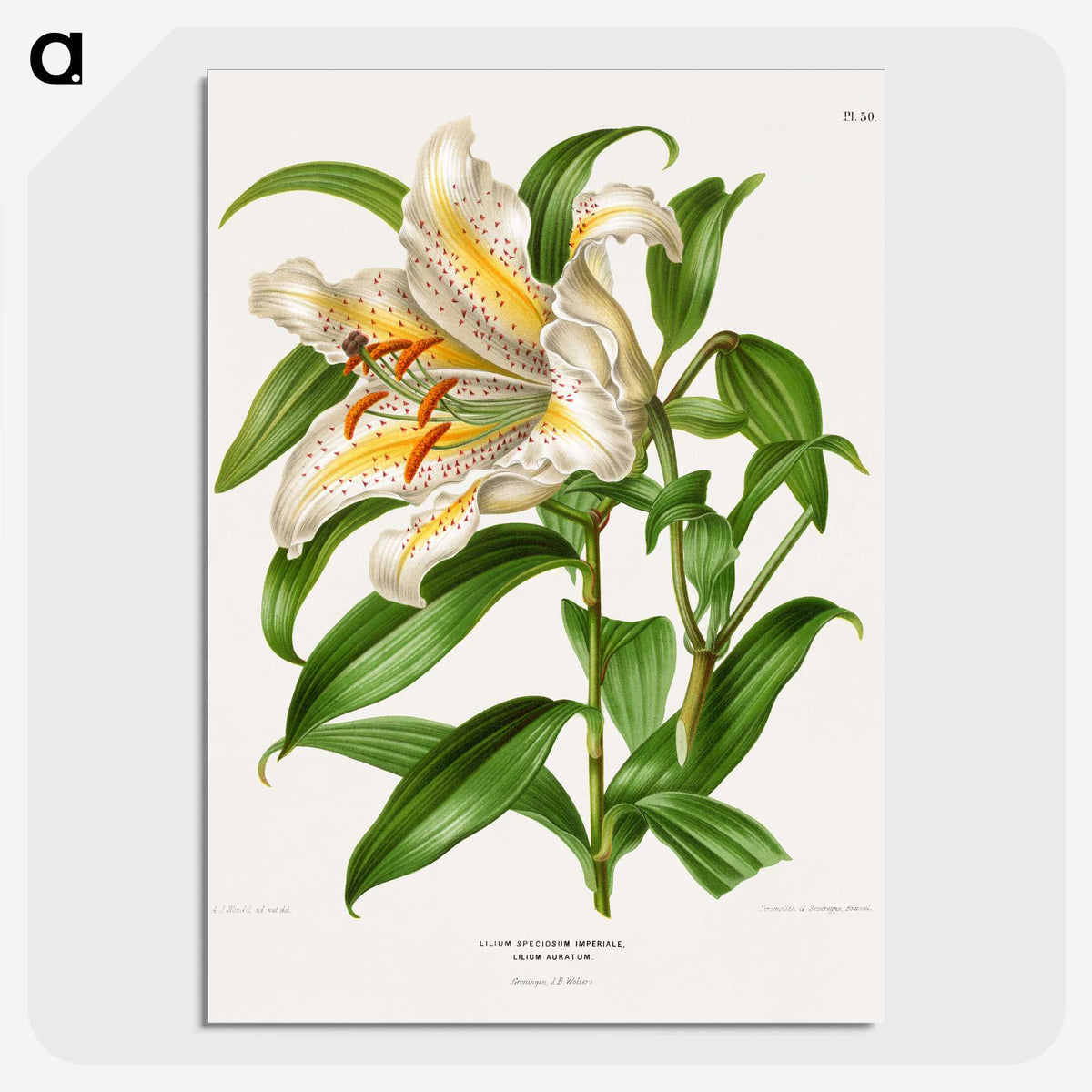 1-13_Nederlandsche-Flora-en-Pomona_picture-crop