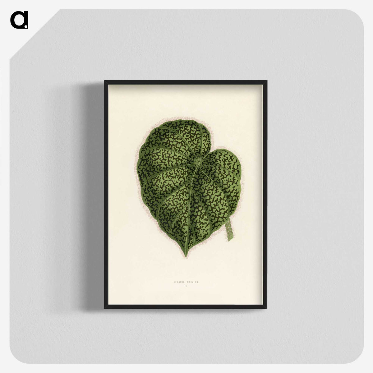 1-13_New-and-Rare-Beautiful-Leaved-Plants_blk-crop