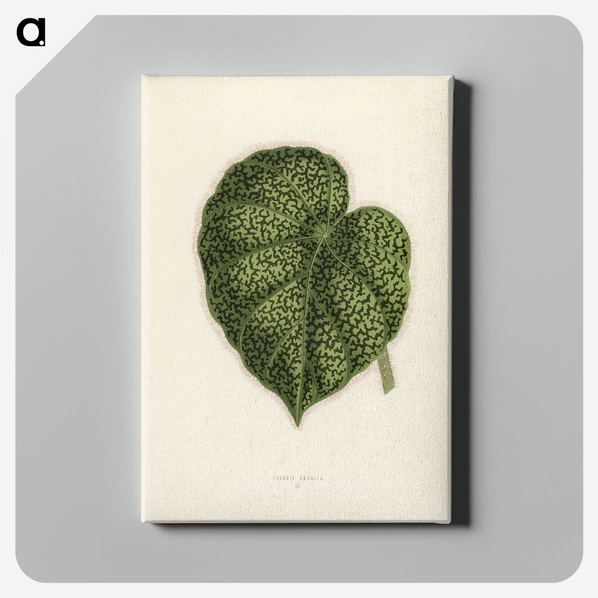 1-13_New-and-Rare-Beautiful-Leaved-Plants_canvas