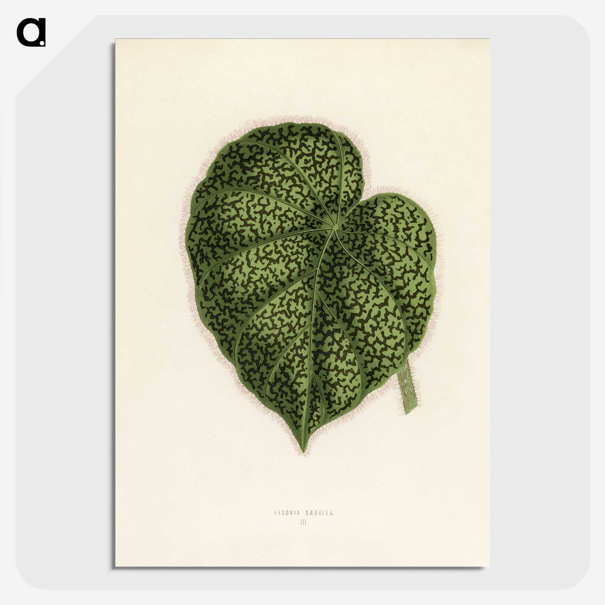 1-13_New-and-Rare-Beautiful-Leaved-Plants_picture-crop