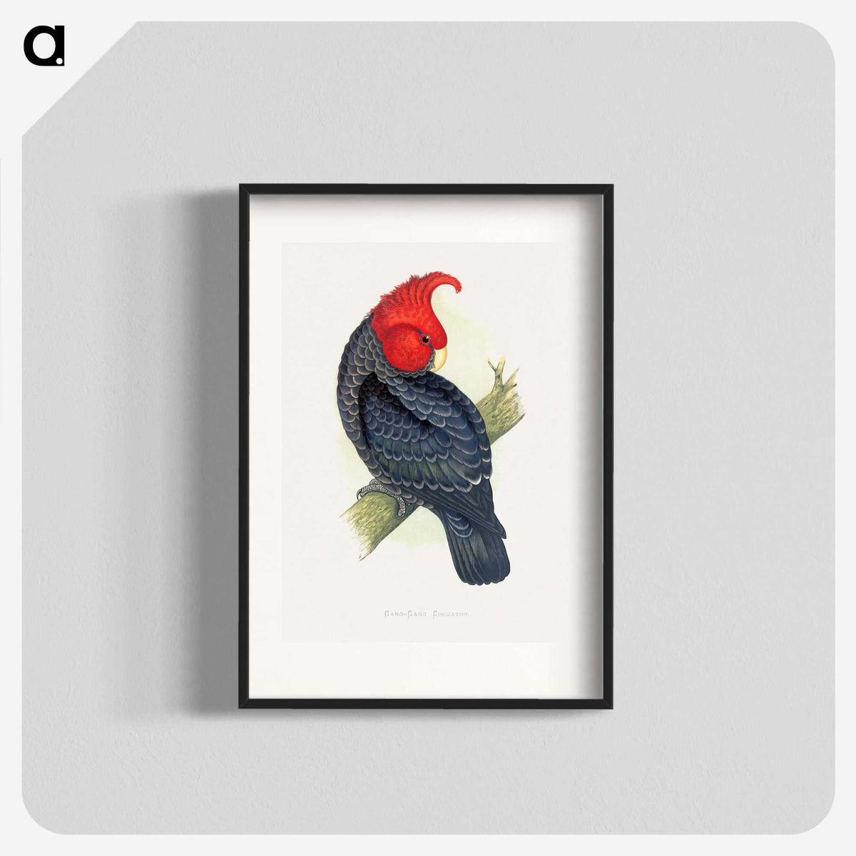 1-13_Parrots-in-Captivity_blk