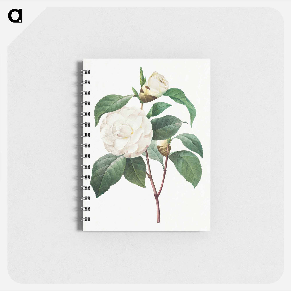 White Camellia - ピエール ジョゼフ ルドゥーテ Memo.