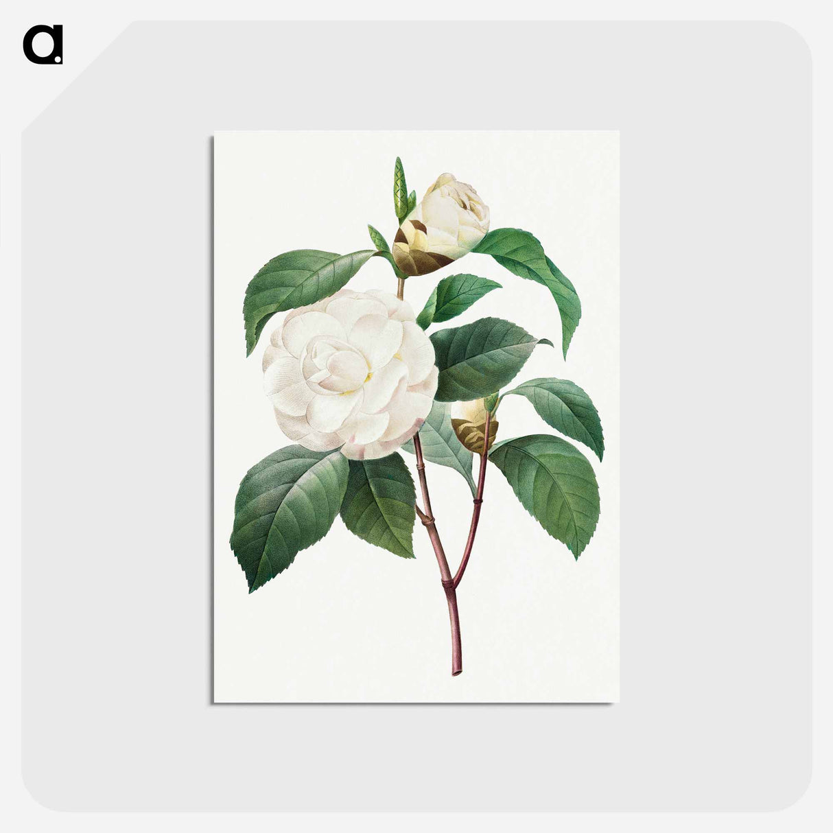 アートポストカード-White Camellia - ピエール ジョゼフ ルドゥーテ Postcard.