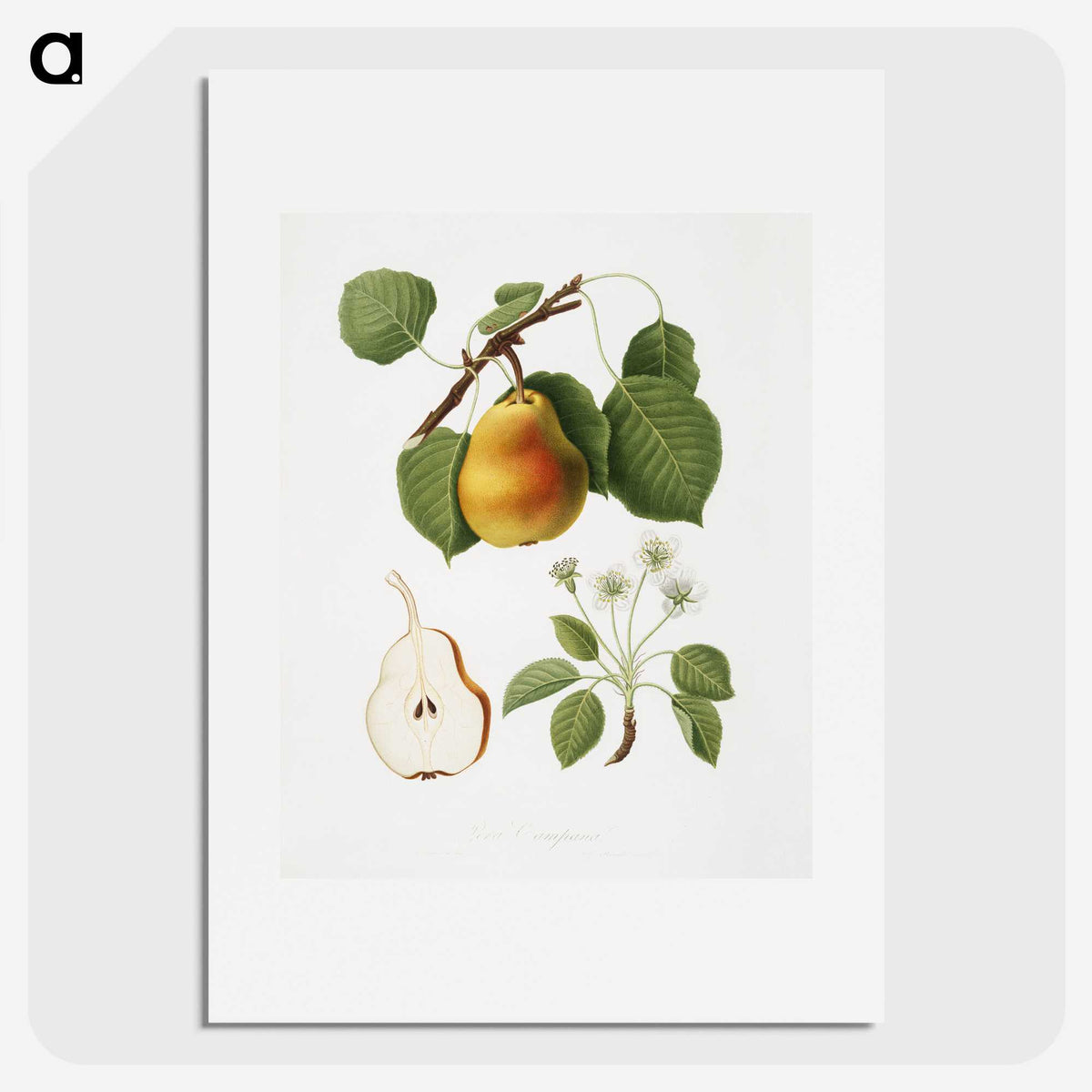 1-13_Pomona-Italiana_picture