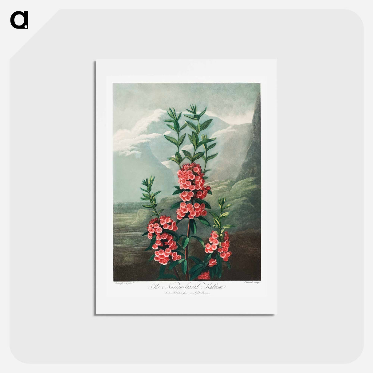 アートポストカード-The Narrow–Leaved Kalmia from The Temple of Flora
- ロバート ジョン ソーントン Postcard.