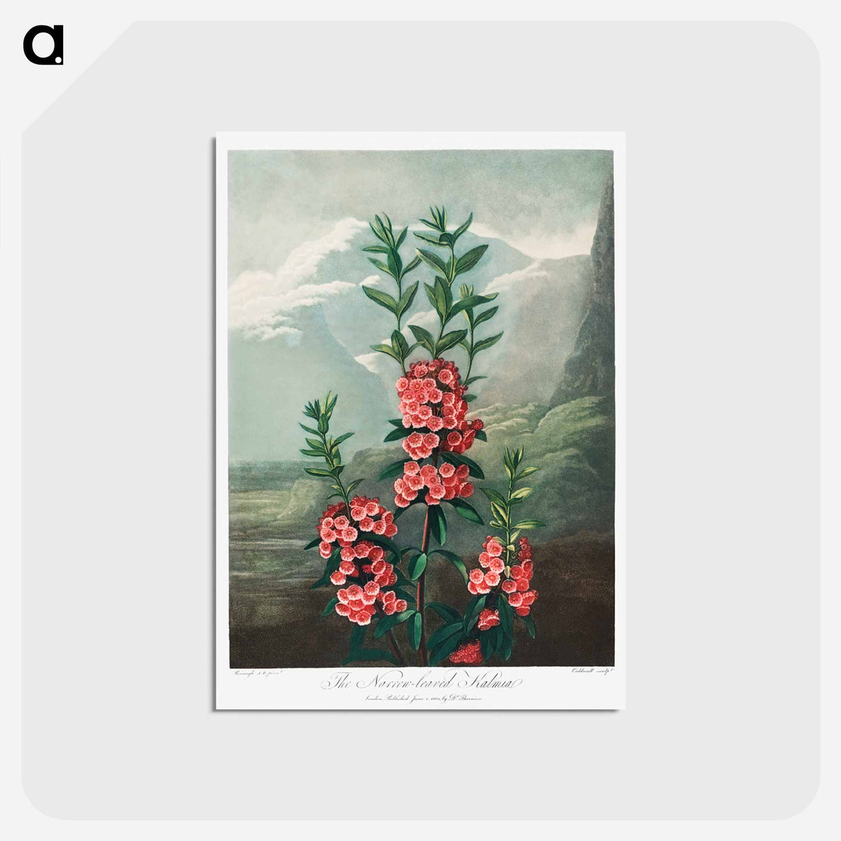 アートポストカード-The Narrow–Leaved Kalmia from The Temple of Flora
- ロバート ジョン ソーントン Postcard.