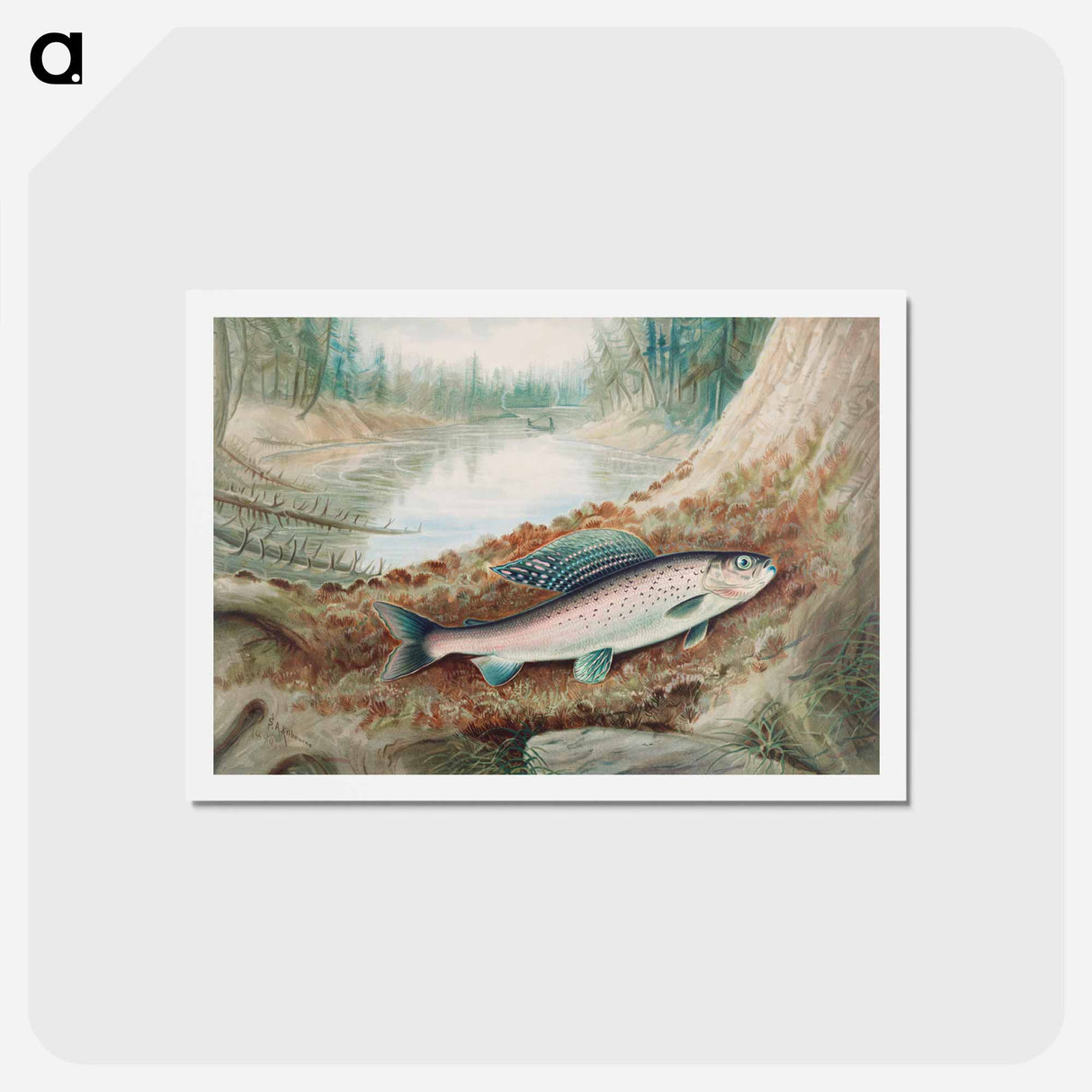 アートポストカード-Arctic Grayling
- サミュエル キルボーン Postcard.