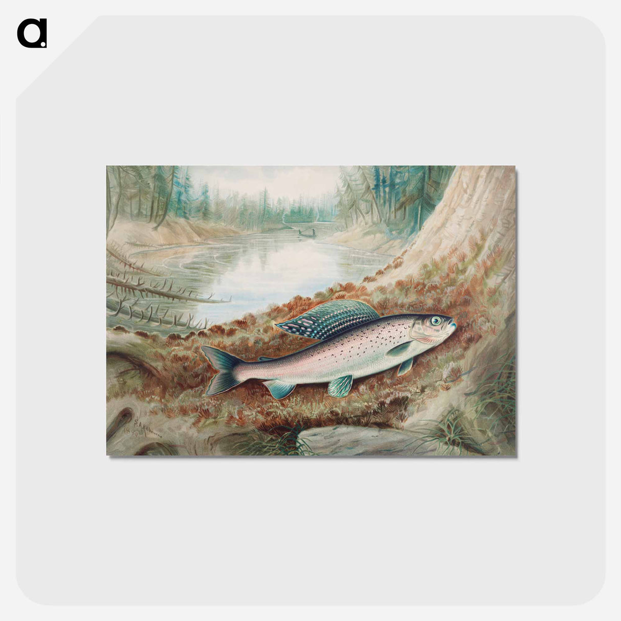 アートポストカード-Arctic Grayling
- サミュエル キルボーン Postcard.