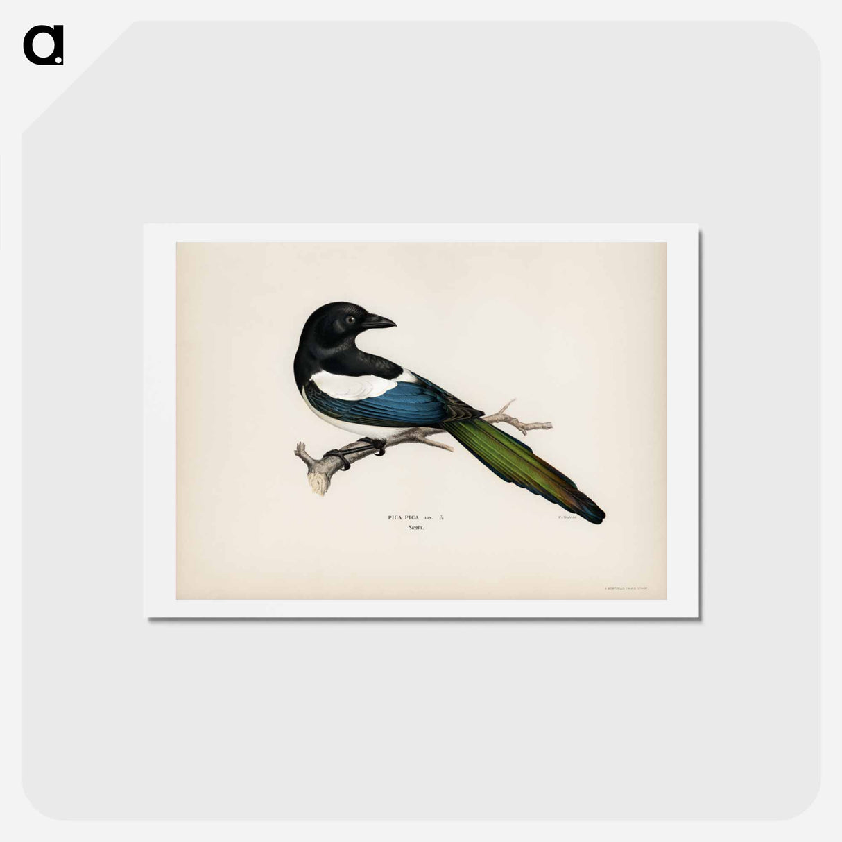 アートポストカード-Eurasian Magpie
- スヴェンスカ フォグラル Postcard.