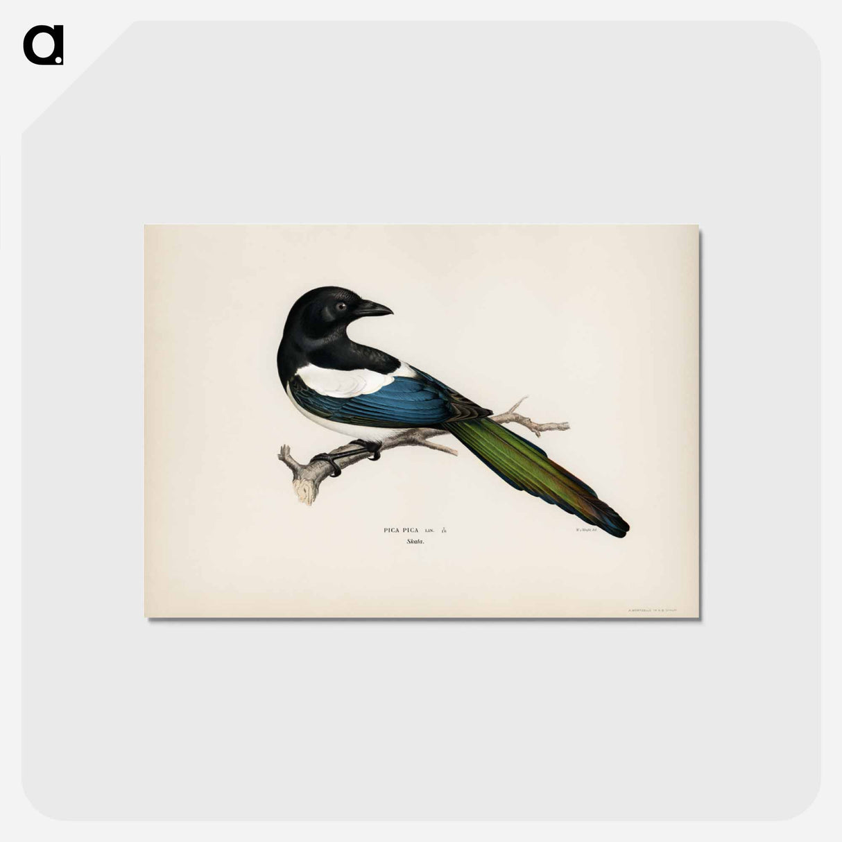 アートポストカード-Eurasian Magpie
- スヴェンスカ フォグラル Postcard.