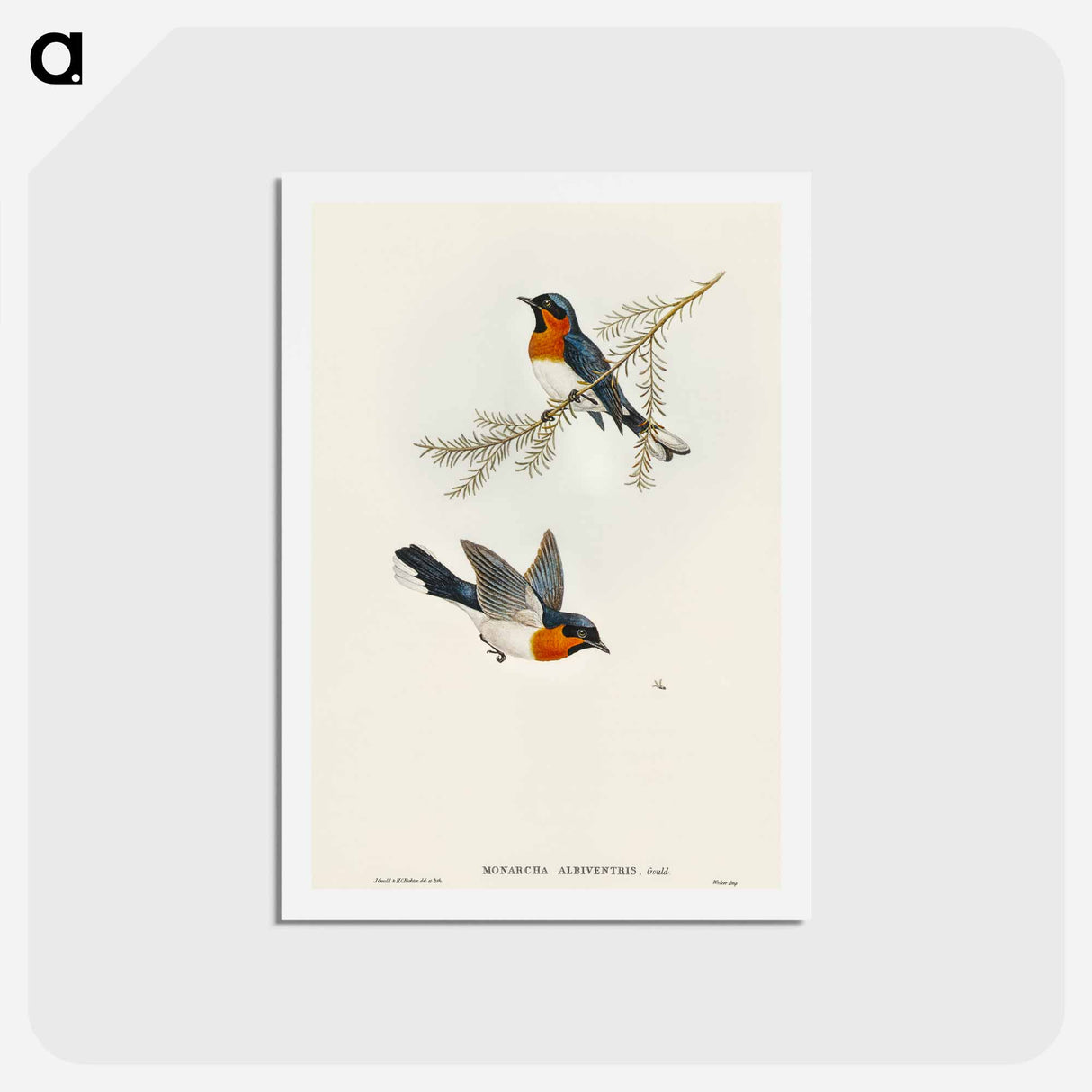 アートポストカード-White-bellied Flycatcher
- オーストラリアの鳥 Postcard.