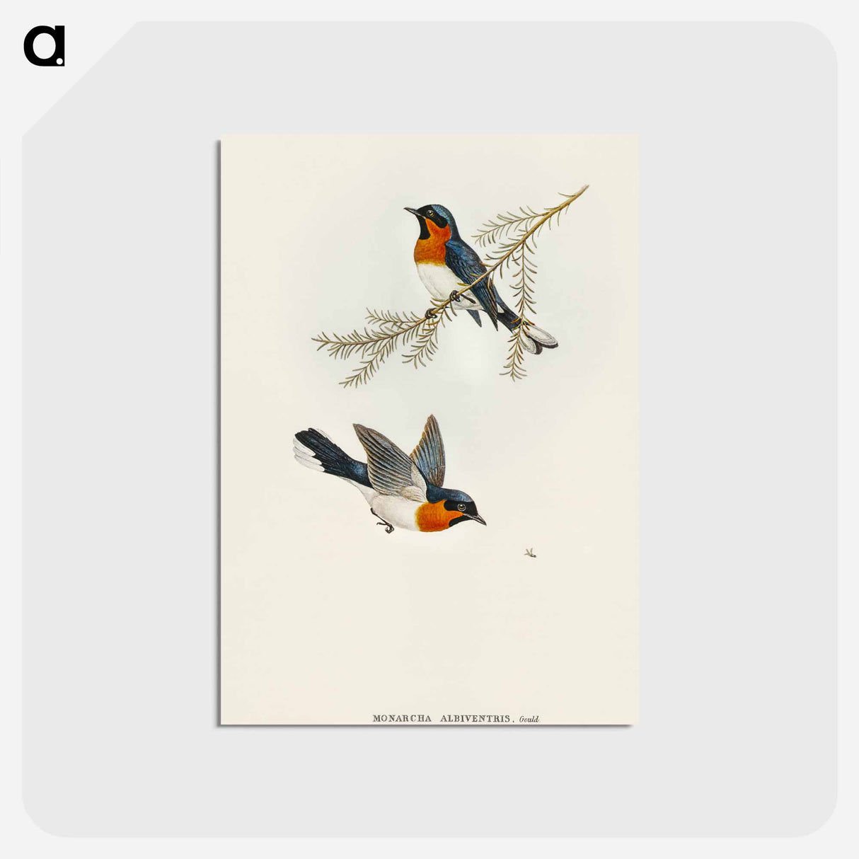 アートポストカード-White-bellied Flycatcher
- オーストラリアの鳥 Postcard.