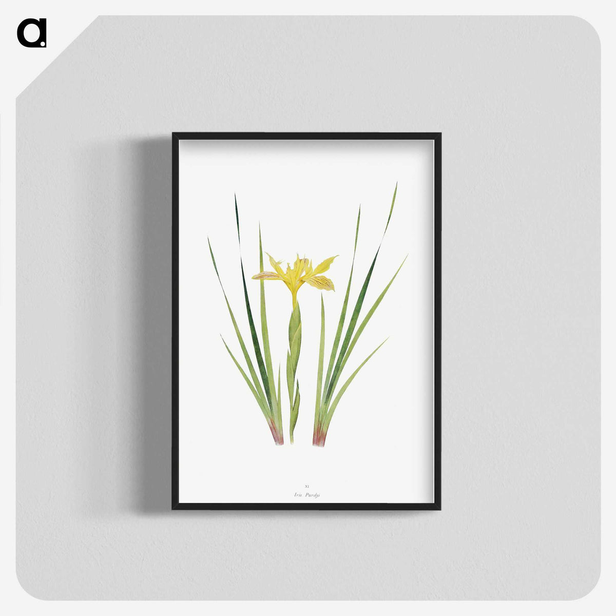 1-13_The-Genus-Iris_blk-crop
