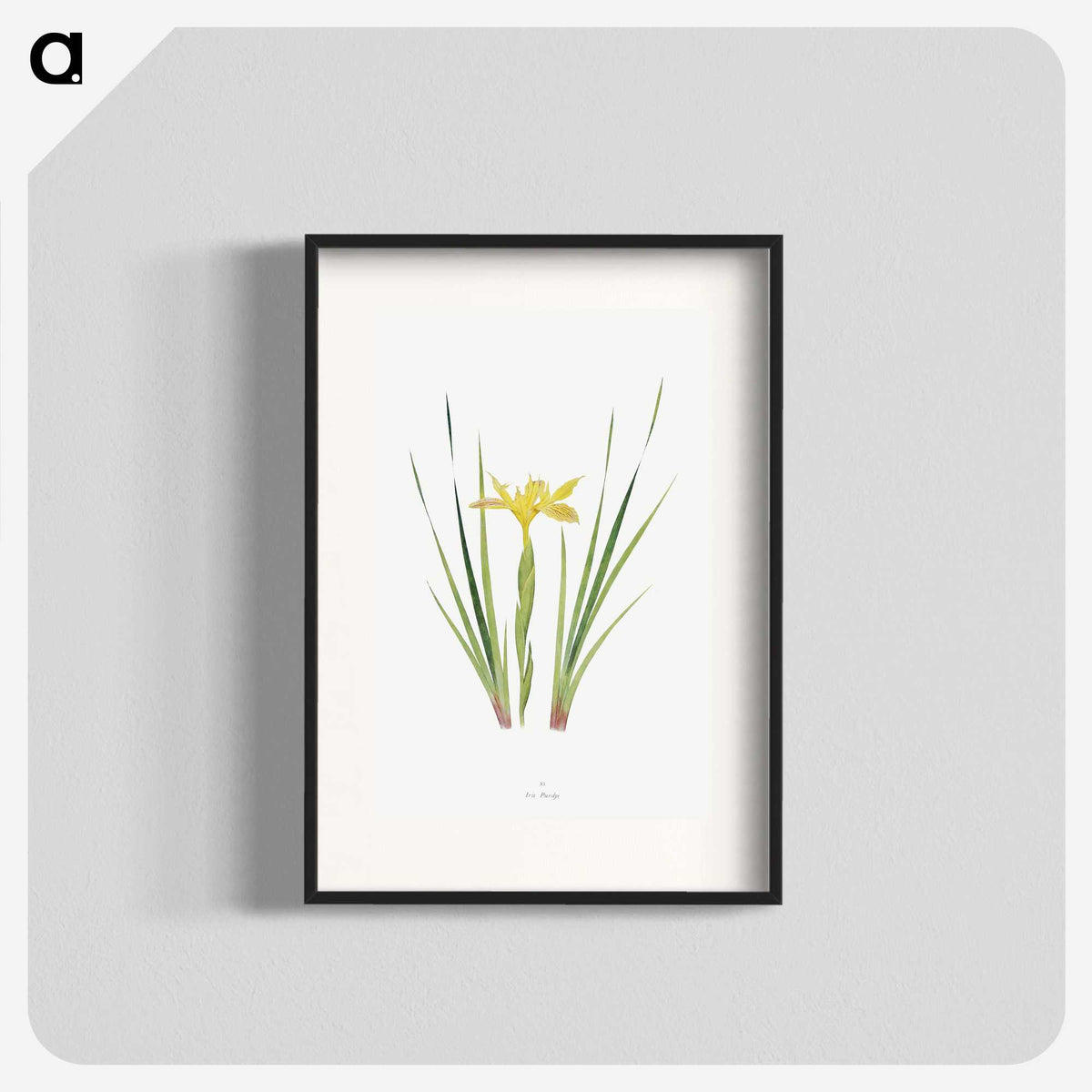 1-13_The-Genus-Iris_blk