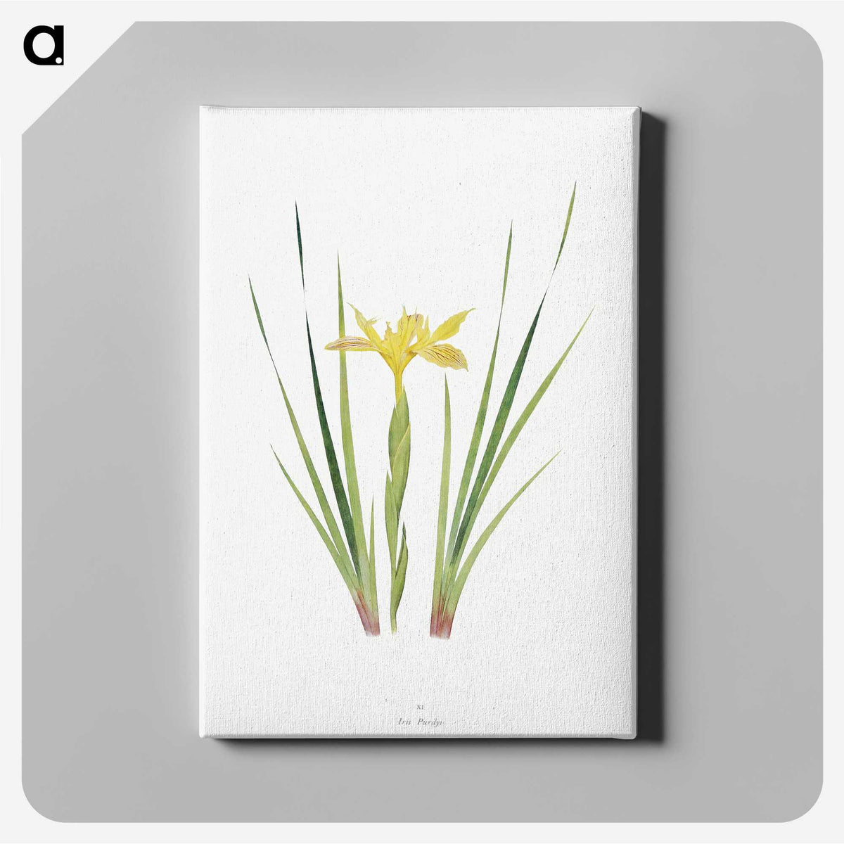 1-13_The-Genus-Iris_canvas