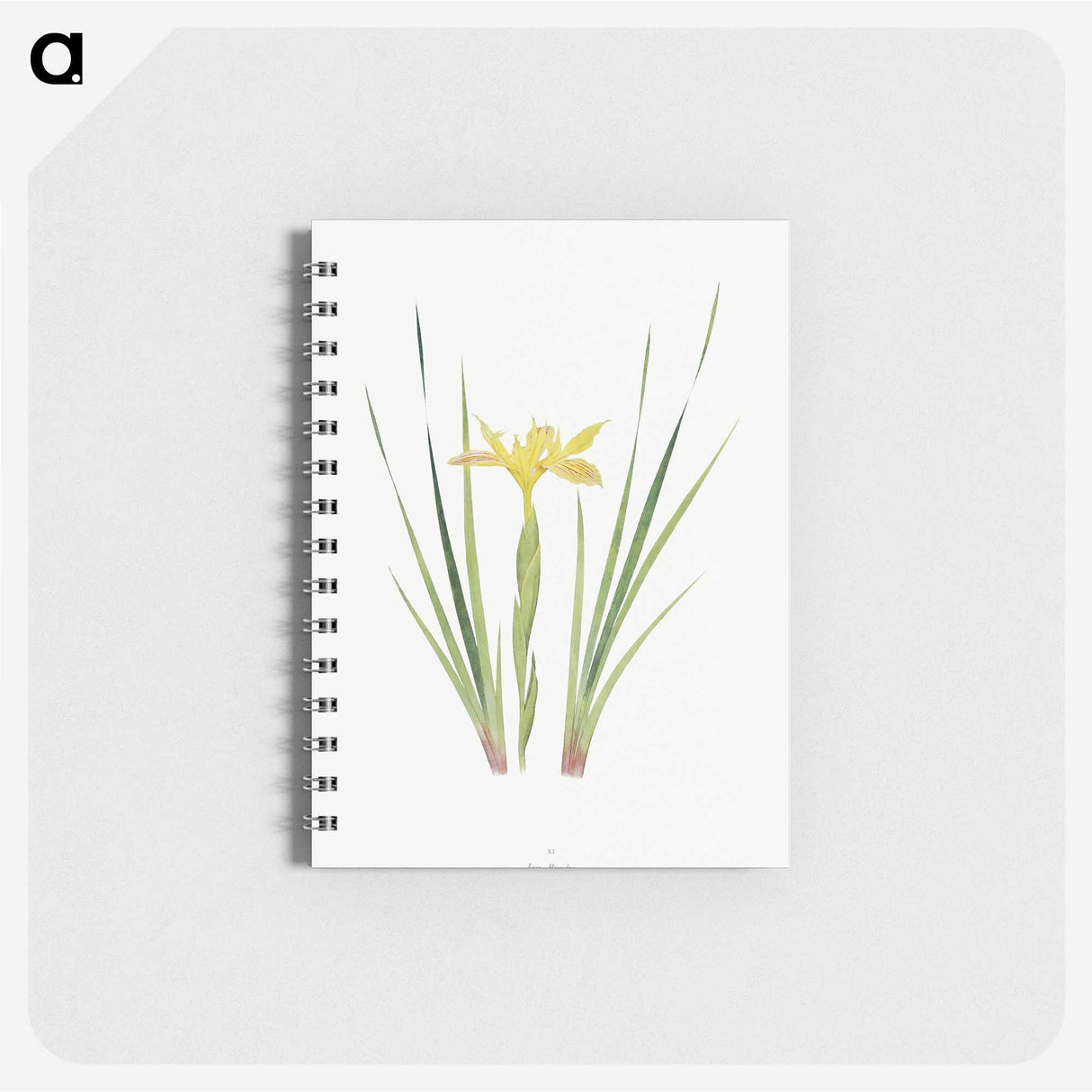 1-13_The-Genus-Iris_memo