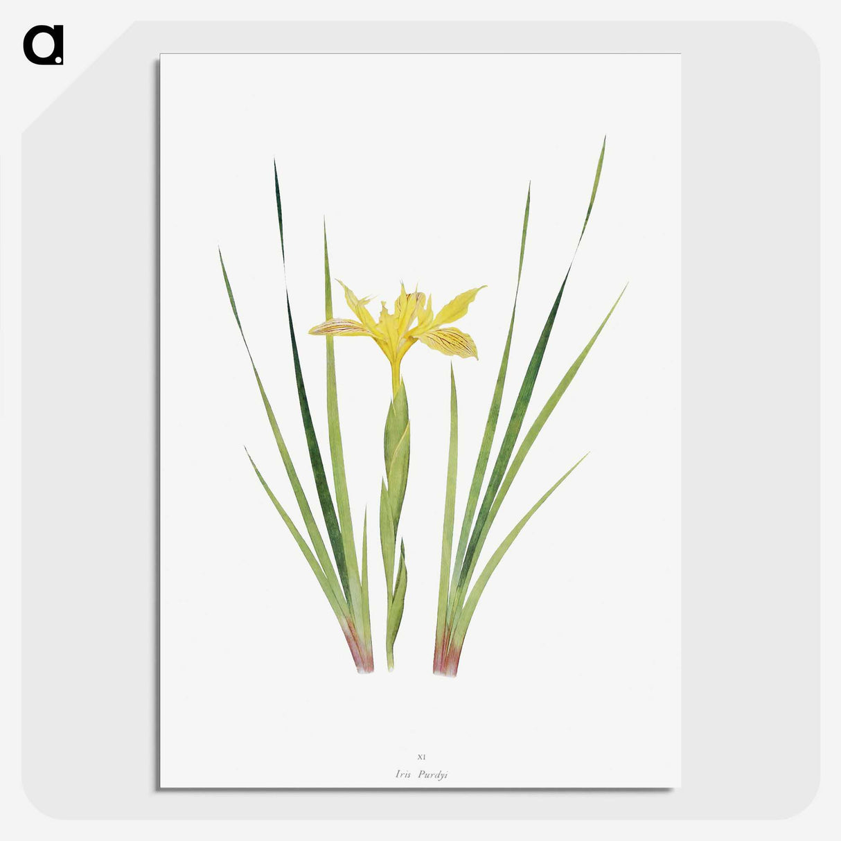 1-13_The-Genus-Iris_picture-crop