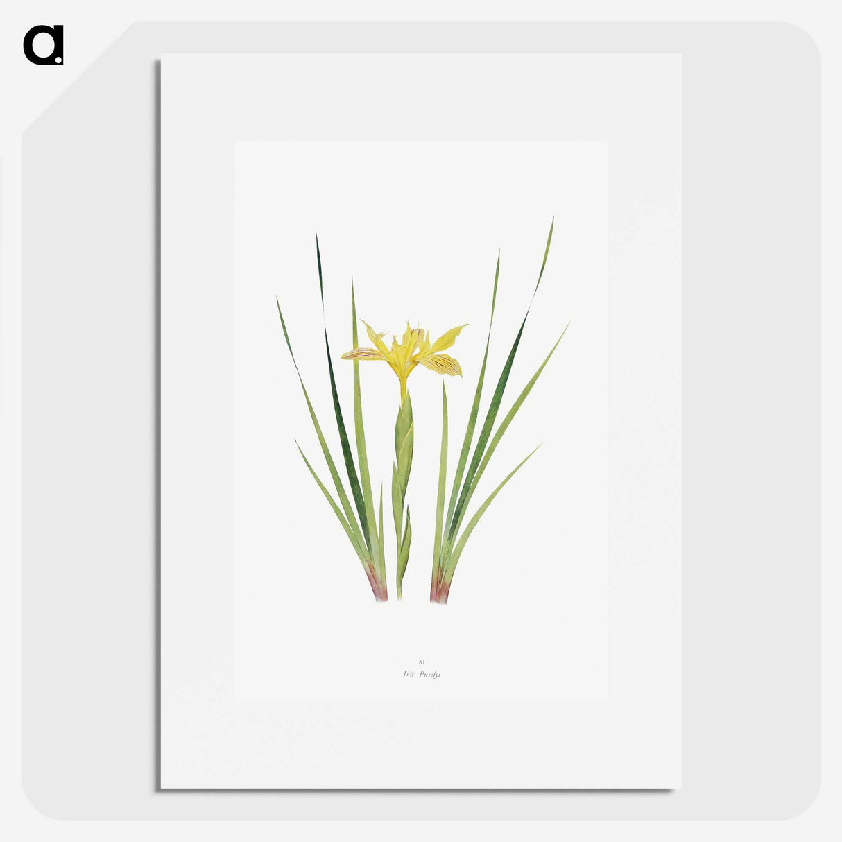 1-13_The-Genus-Iris_picture