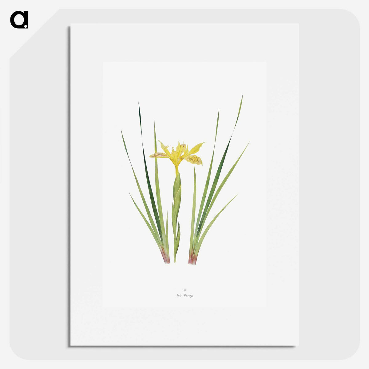 1-13_The-Genus-Iris_picture