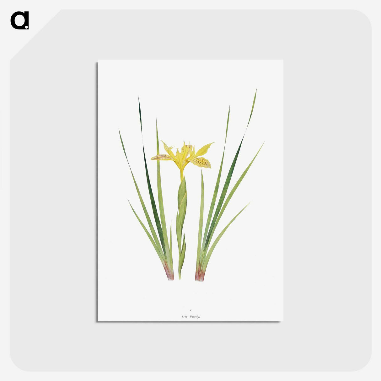 1-13_The-Genus-Iris_postcard