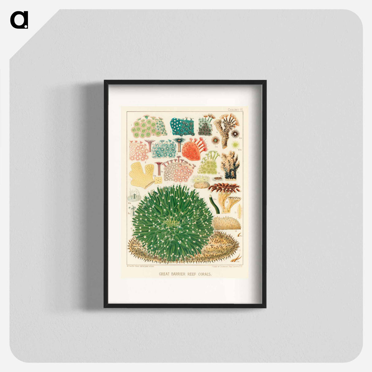 Great Barrier Reef Corals - オーストラリアのグレートバリアリーフ Poster.