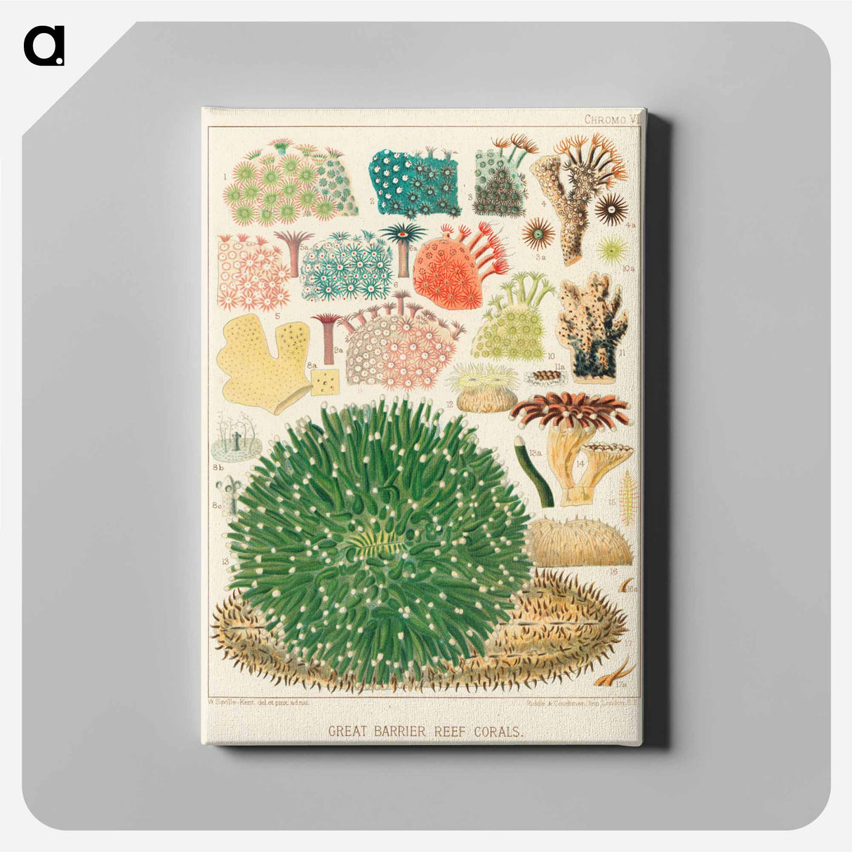 Great Barrier Reef Corals - オーストラリアのグレートバリアリーフ Canvas.