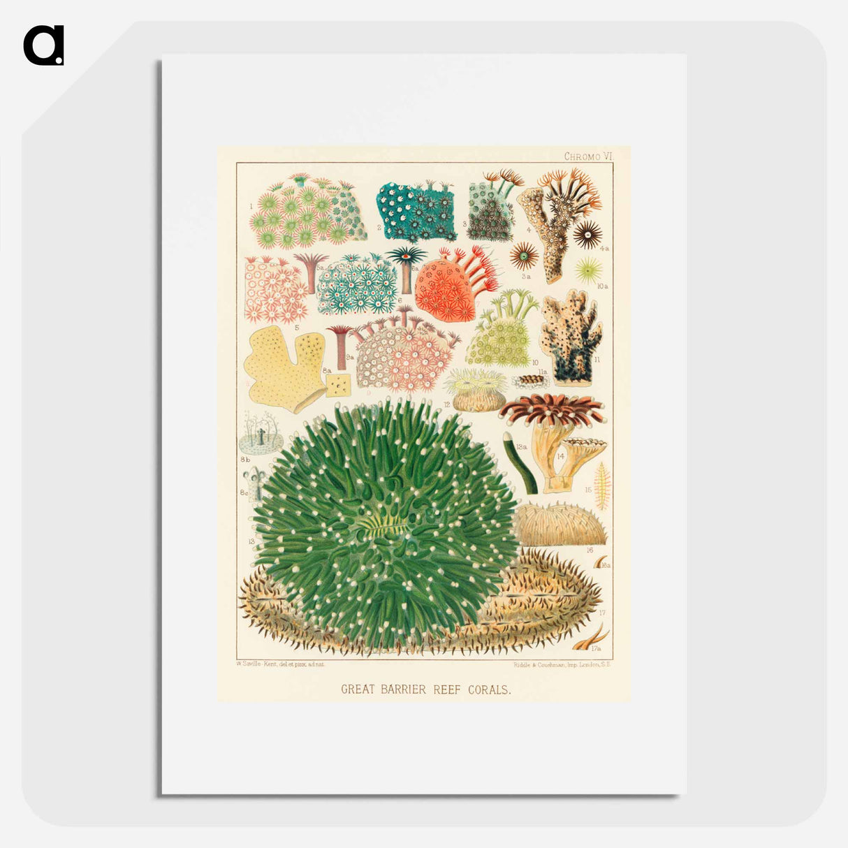 Great Barrier Reef Corals - オーストラリアのグレートバリアリーフ Poster.