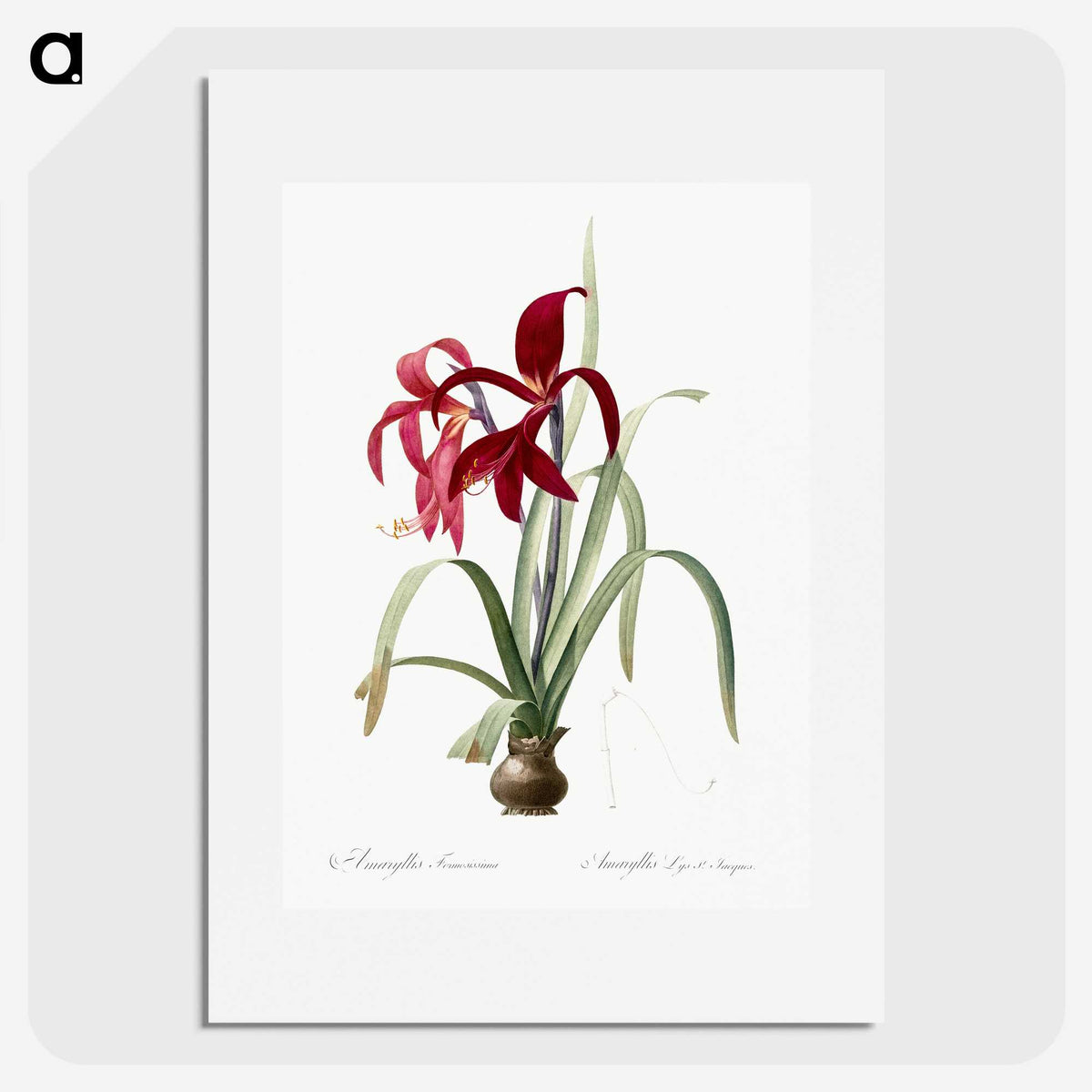 1-13_The-Lilies_picture
