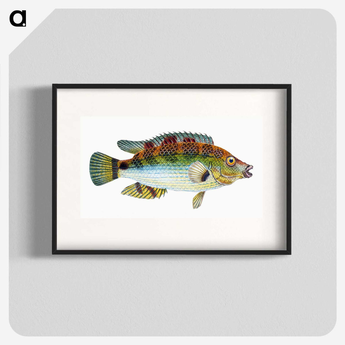 1-13_The-Natural-History-of-British-Fishes_blk