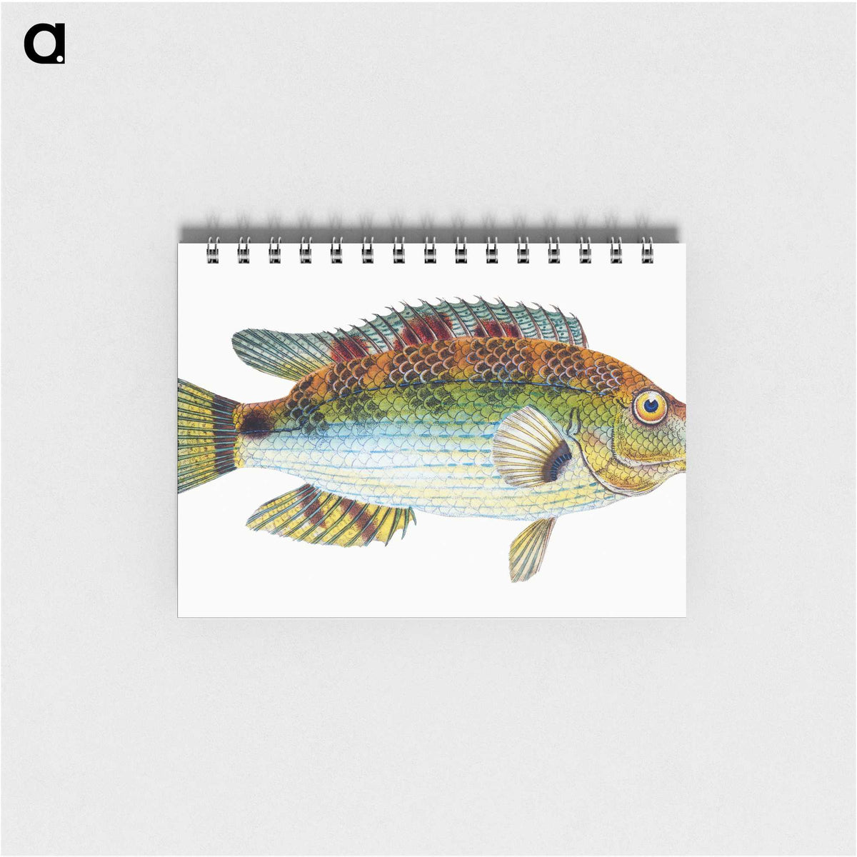 1-13_The-Natural-History-of-British-Fishes_memo