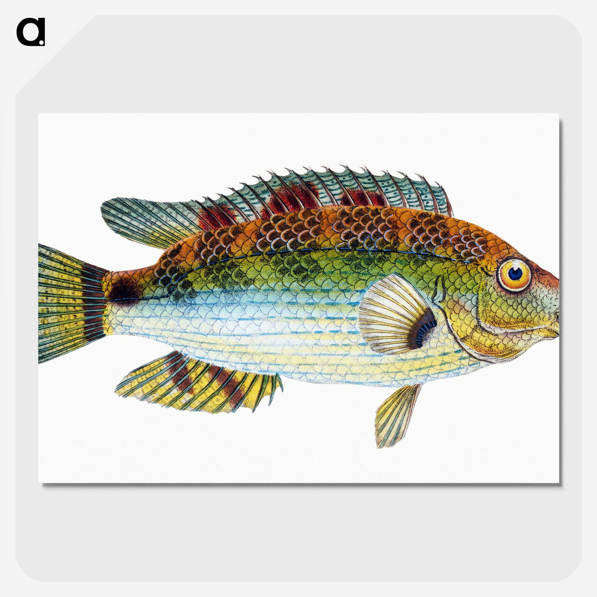 1-13_The-Natural-History-of-British-Fishes_picture-crop