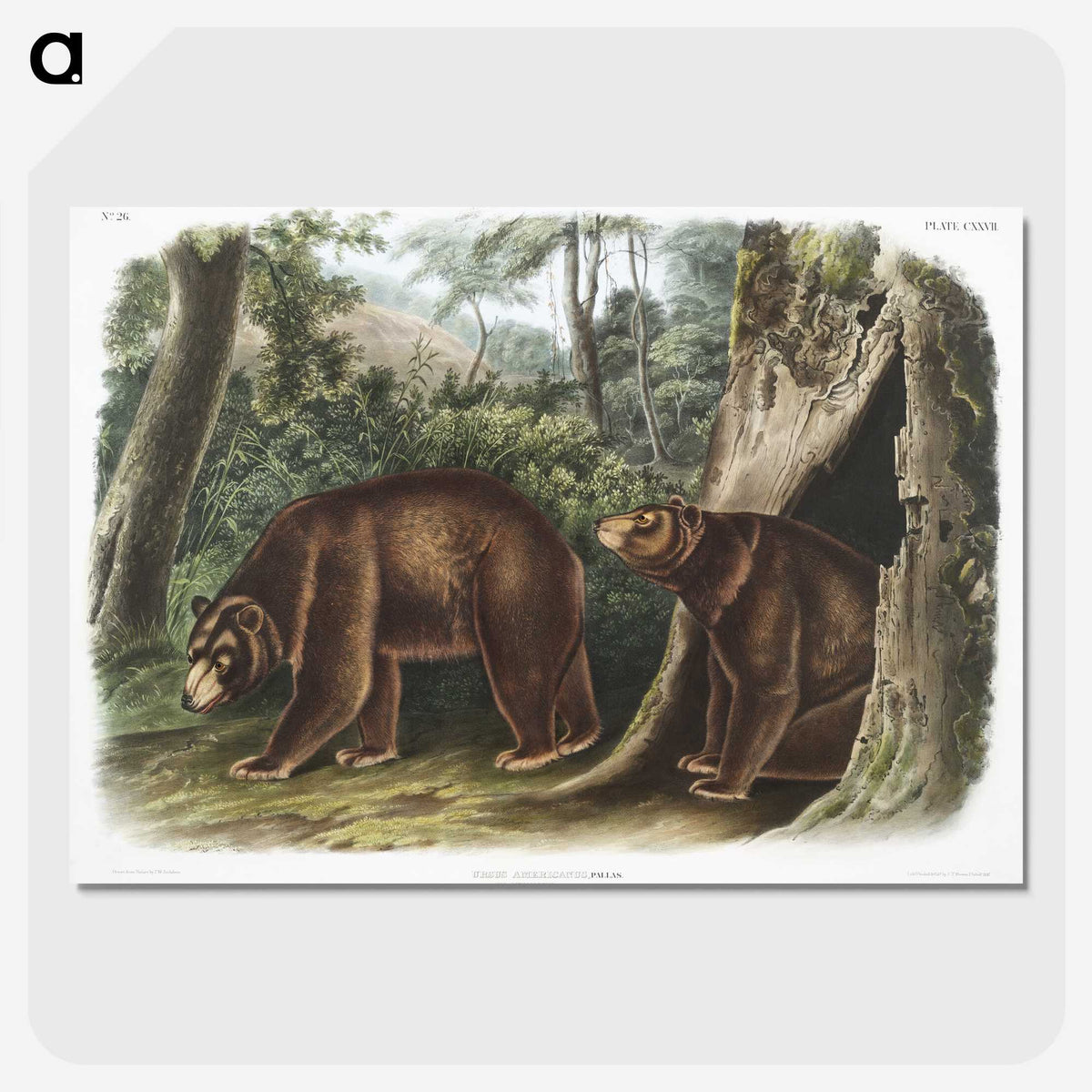 1-13_The-Viviparous-Quadrupeds_picture-crop