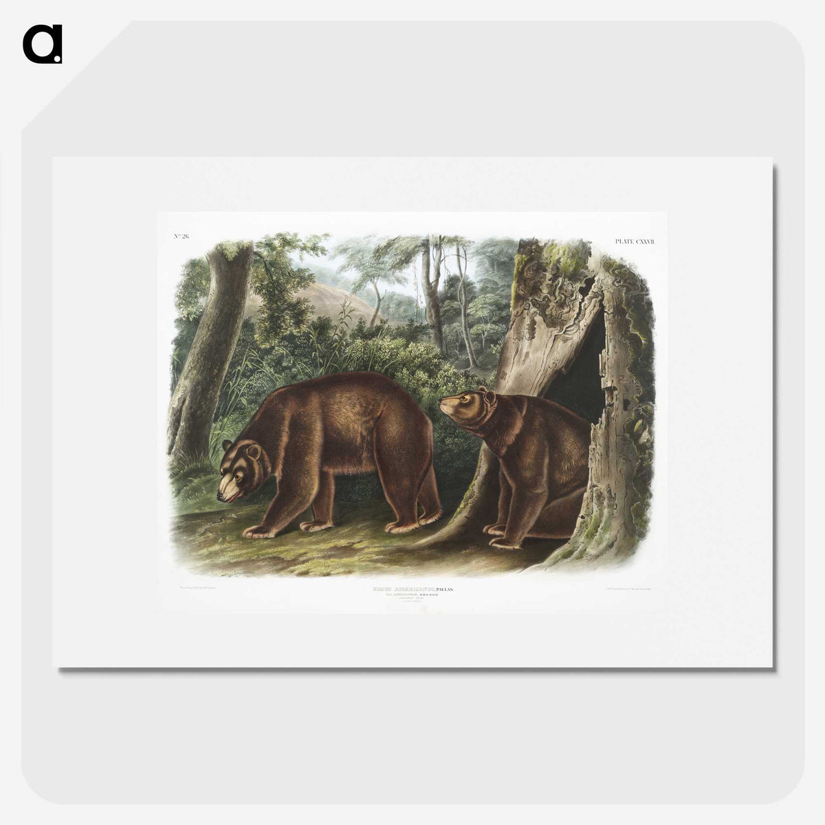 1-13_The-Viviparous-Quadrupeds_picture