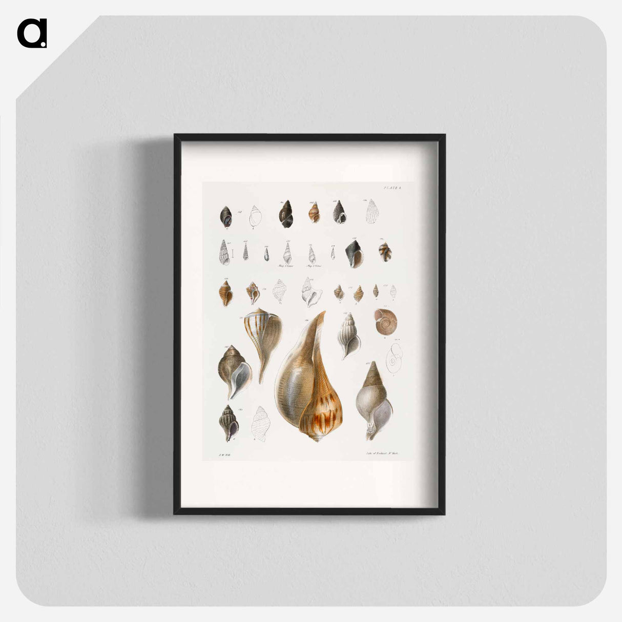 Different types of seashells illustration from Zoology of New York by James Ellsworth De Kay - ニューヨークの動物学 Poster.