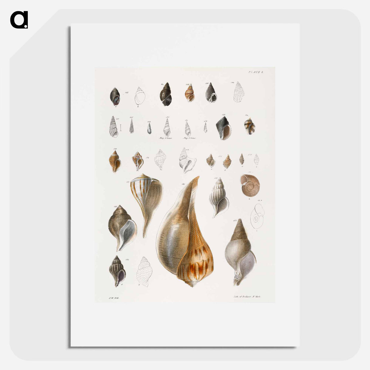 Different types of seashells illustration from Zoology of New York by James Ellsworth De Kay - ニューヨークの動物学 Poster.